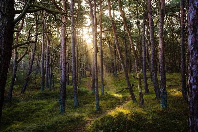 Deforestation